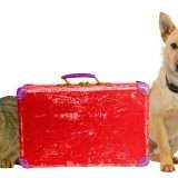How to Travel With Your Pet on a Plane